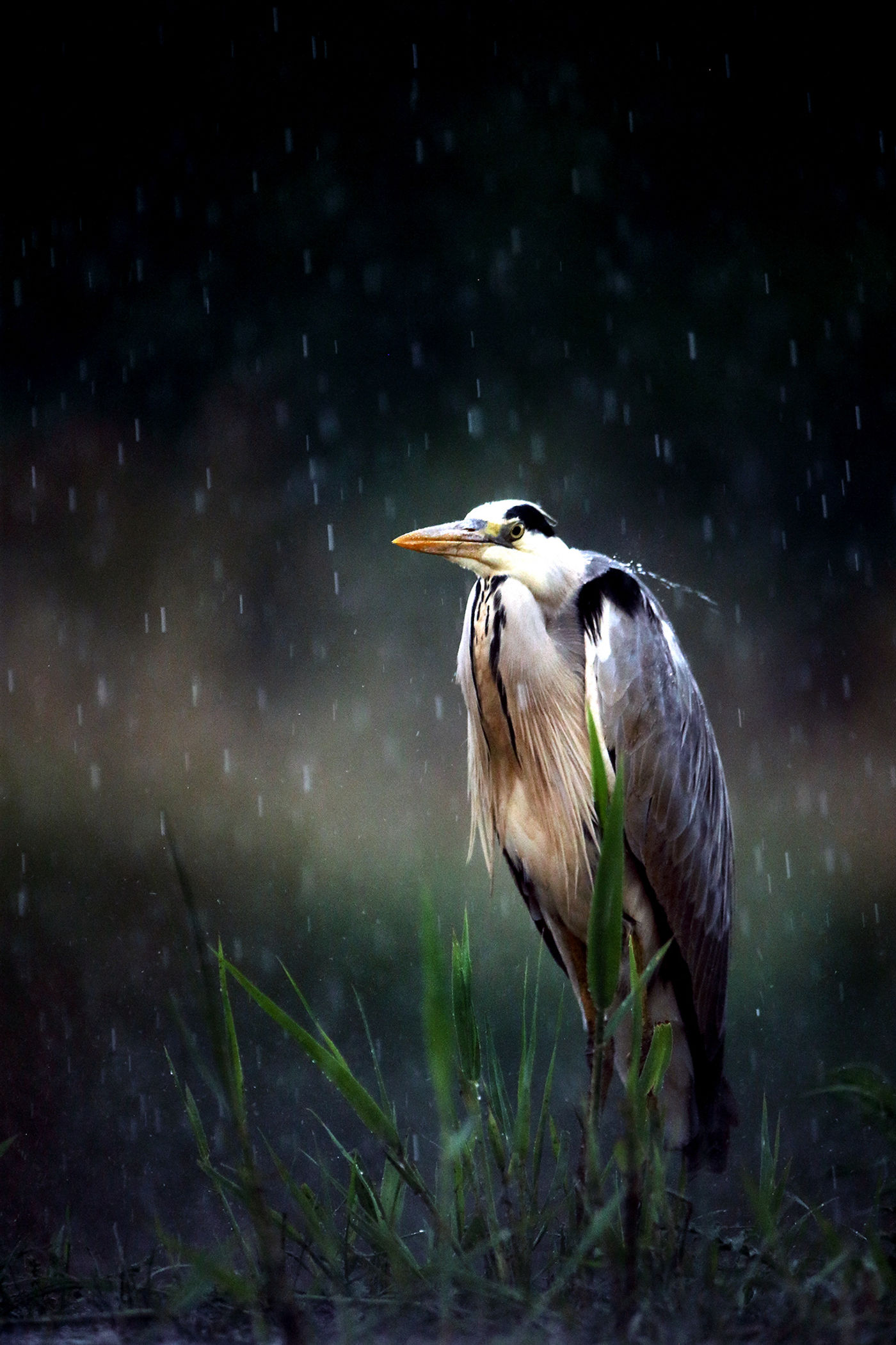 Héron cendré sous la pluie © Marc Costermans 