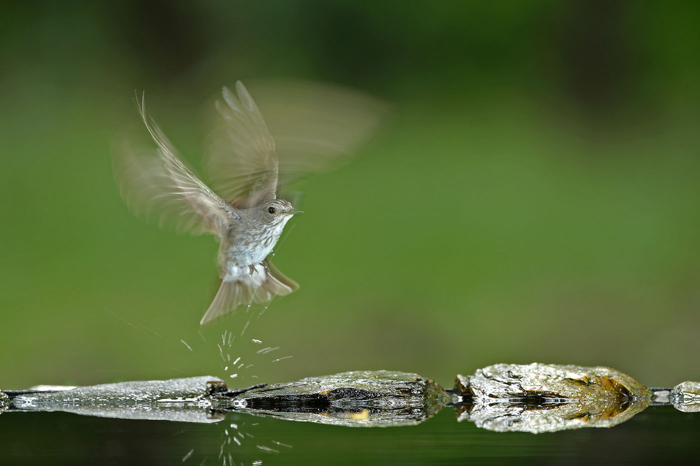 Envol du gobemouche gris © Marc Costermans 