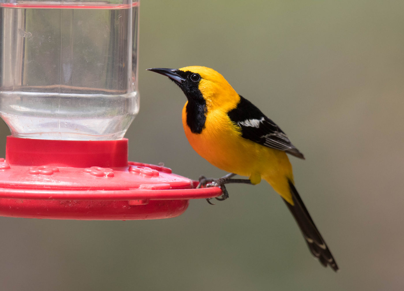 Hooded Oriole op de feeder ©Iwan Lewylle Hooded Oriole op de feeder ©Iwan Lewylle