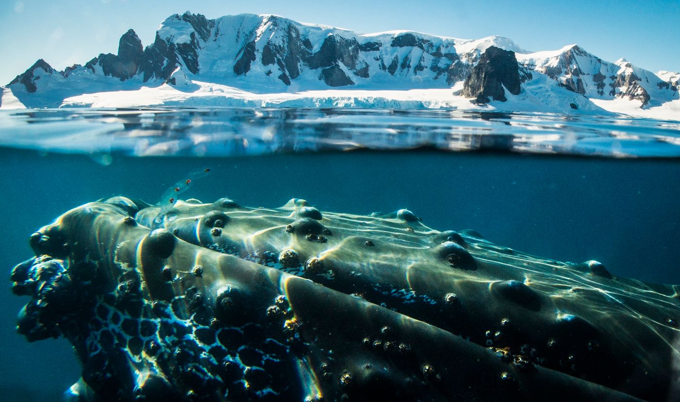 Cuverville Island avec une magnifique humpback whale au premier plan. © Oceanwide Expeditions