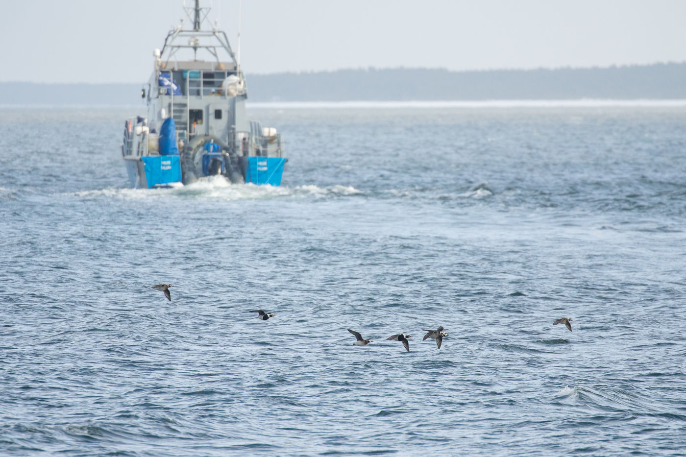 IJseenden vliegen langs op zee. © Johannes Jansen