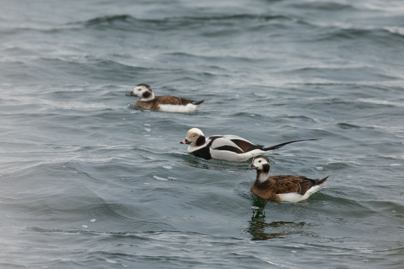 IJseenden op de Baltische zee. © Johannes Jansen