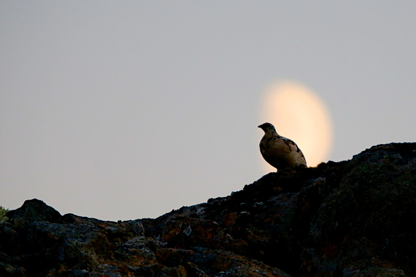 IJslandJohanVerbanck (182 van 352) Sfeerbeeld alpensneeuwhoen met de maan op de achtergrond. © Johan Verbanck