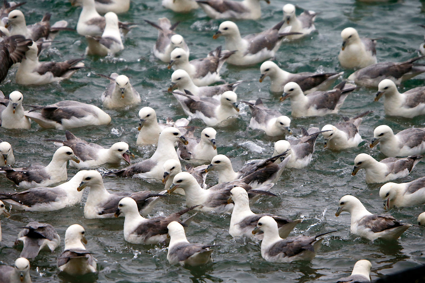 IJslandJohanVerbanck (21 van 352) Noordse stormvogels genieten van een hoop visafval in de haven van Grundarfjordur. © Johan Verbanck