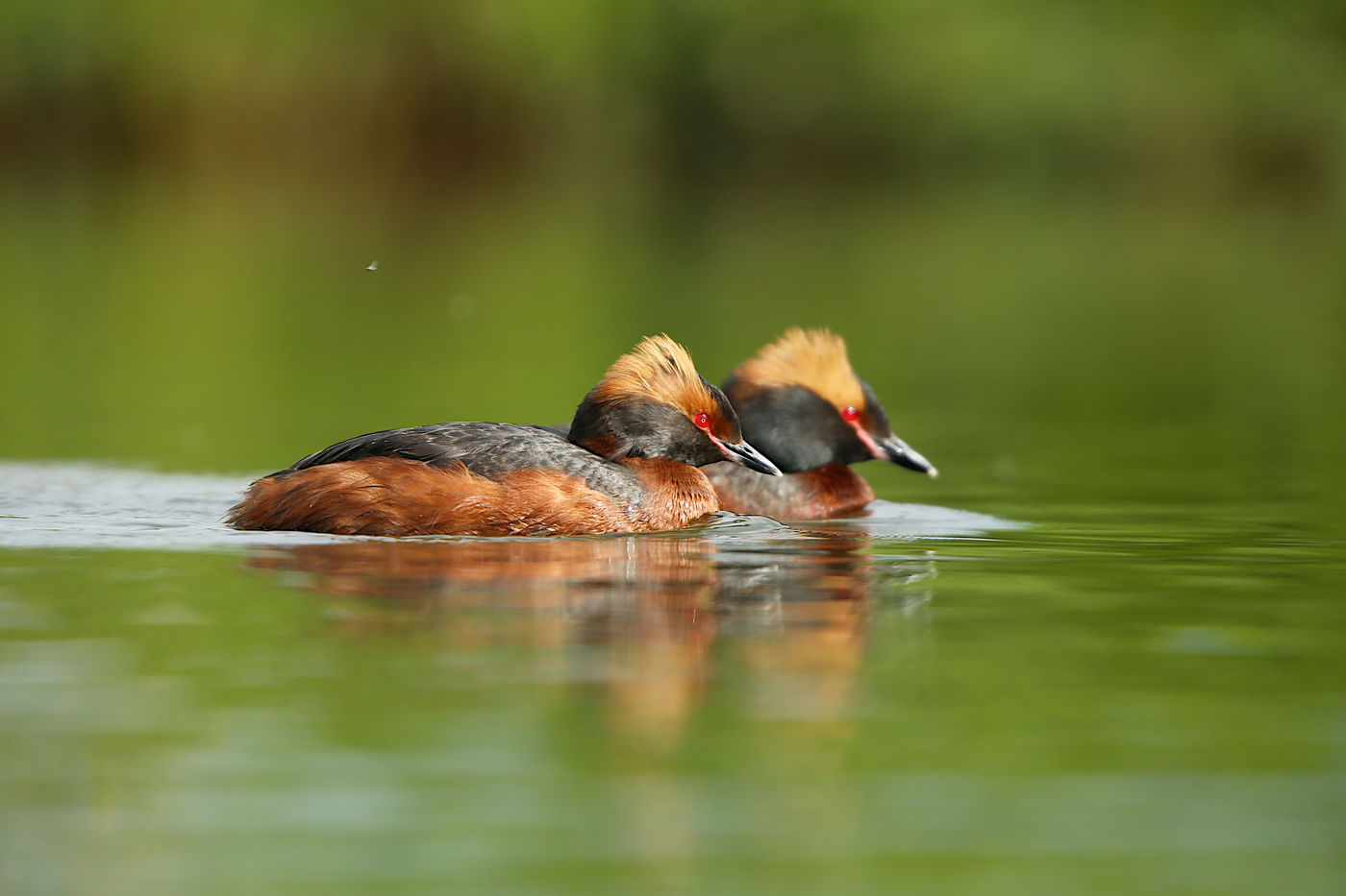 © Johan Verbanck