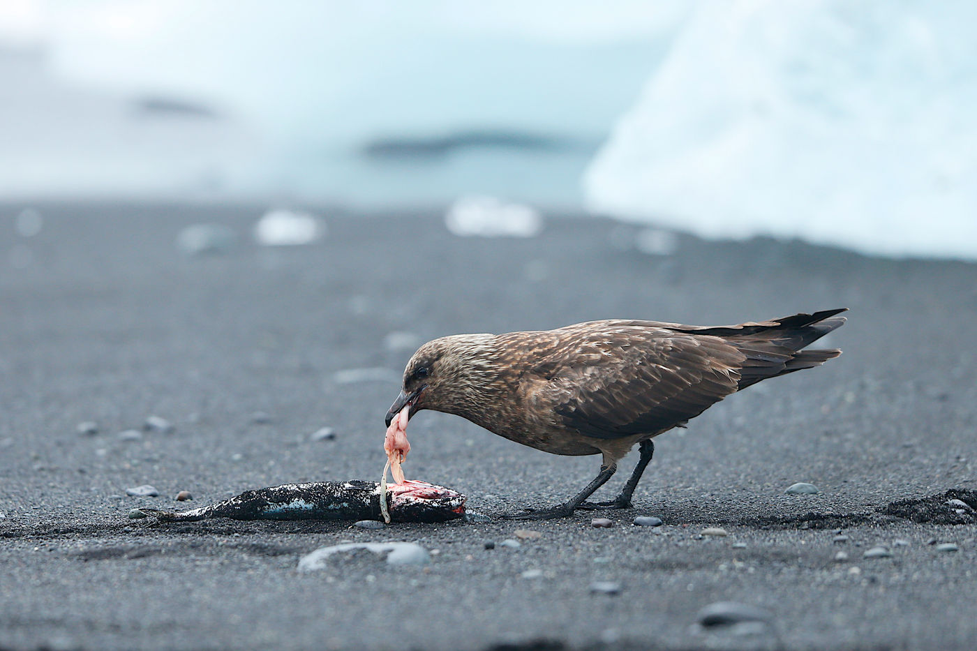  © Johan Verbanck
