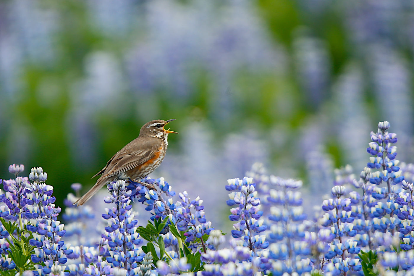 © Johan Verbanck