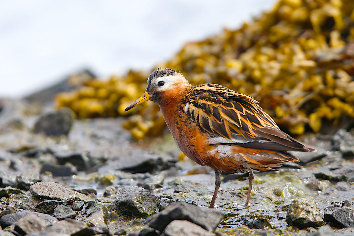 IJslandJohanVerbanck (88 van 352) Rosse franjepoten zijn een pak zeldzamer als broedvogel dan hun grauwe neefjes. © Johan Verbanck
