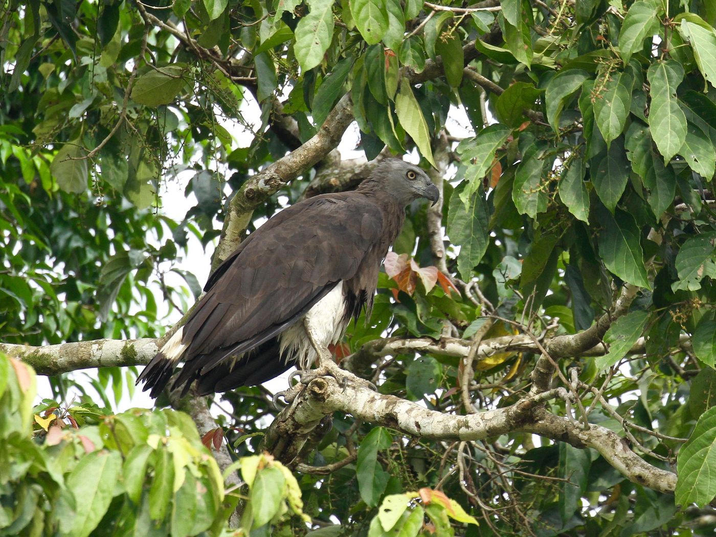 Un grey-headed fish-eagle de plus près, où l'on ditingue sa queue bicolore. © Geert Beckers 