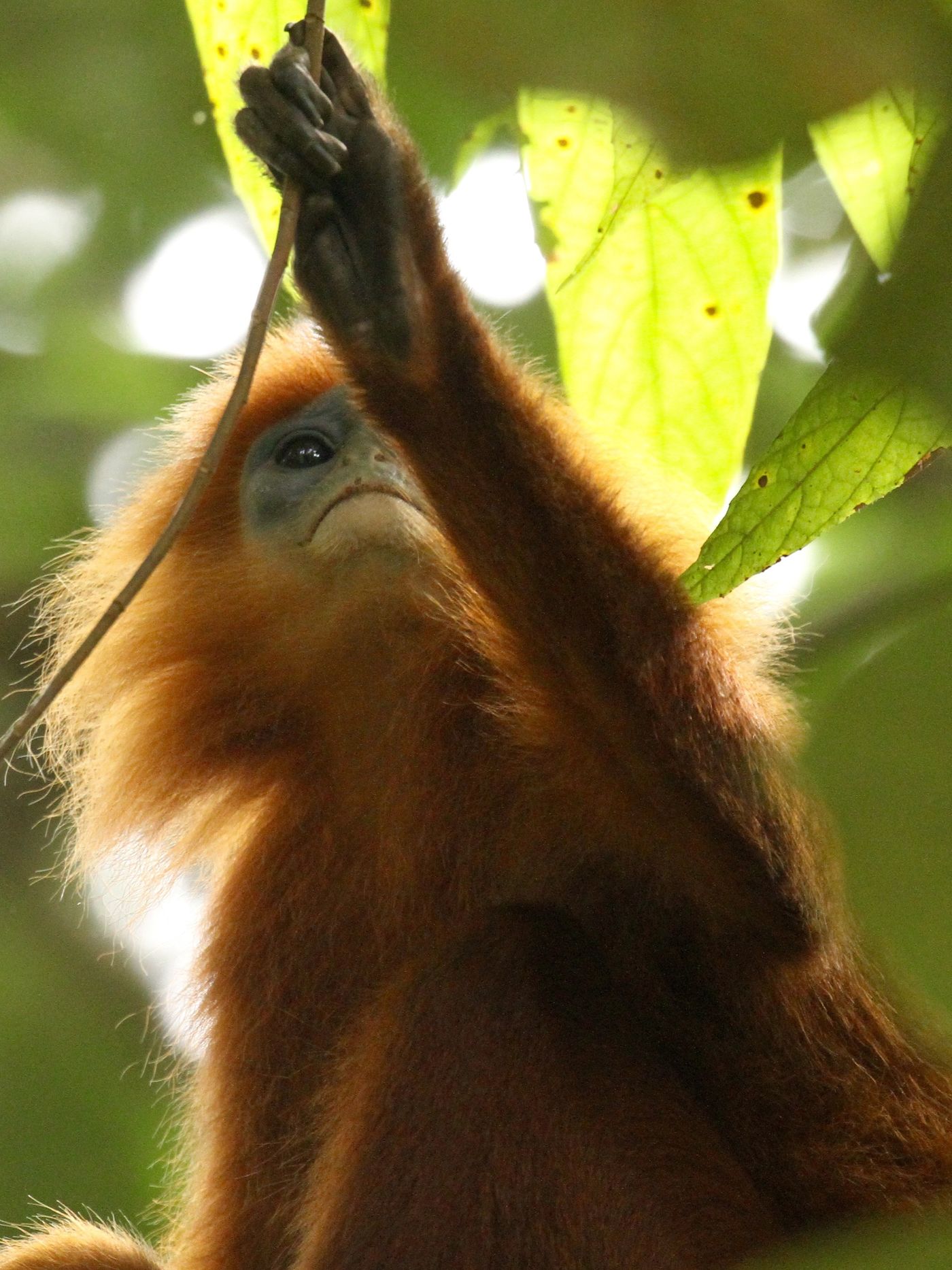 Un red leaf monkey parmi les lianes. © Geert Beckers 