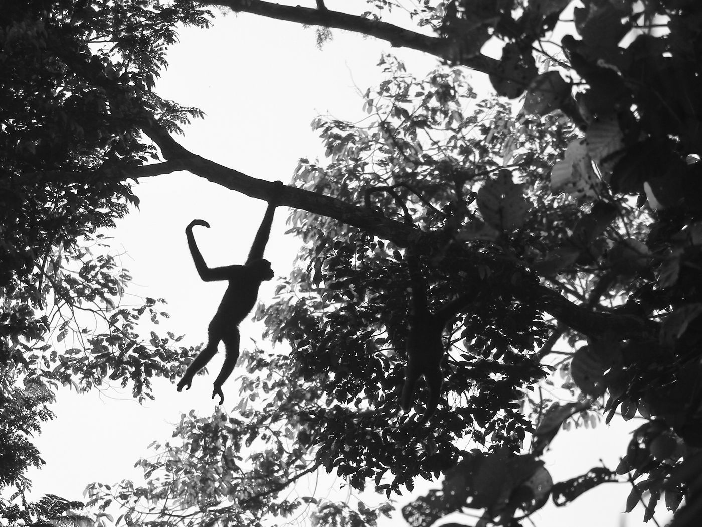 Photo d'ambiance d'un primate. © Geert Beckers 