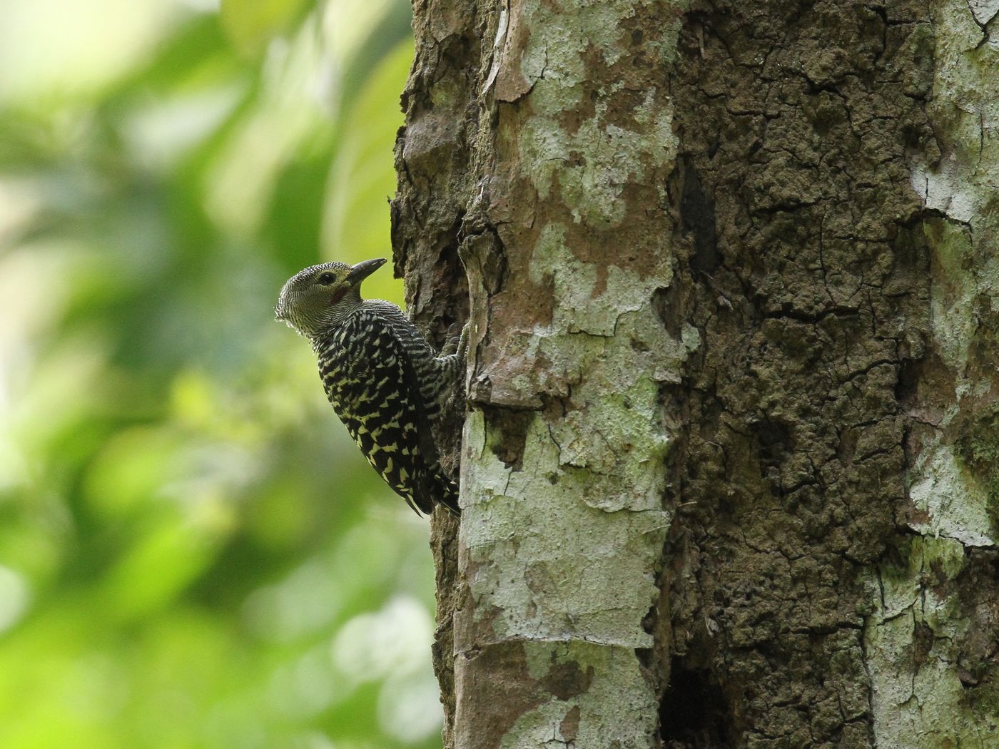 Un buff-rumped woodpecker, avec son motif rayé particulier. © Geert Beckers 