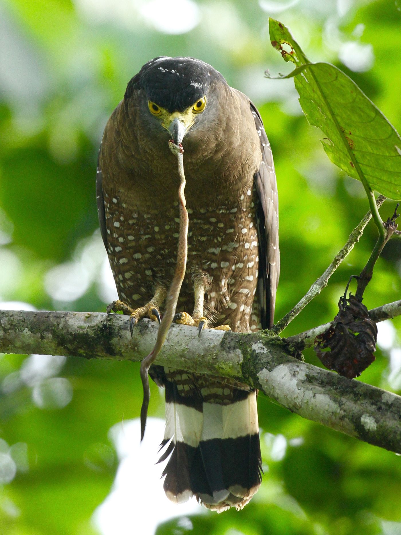 Le crested serpent-eagle porte bien son nom et raffole toujours d'un bon morceau de serpent. © Geert Beckers 