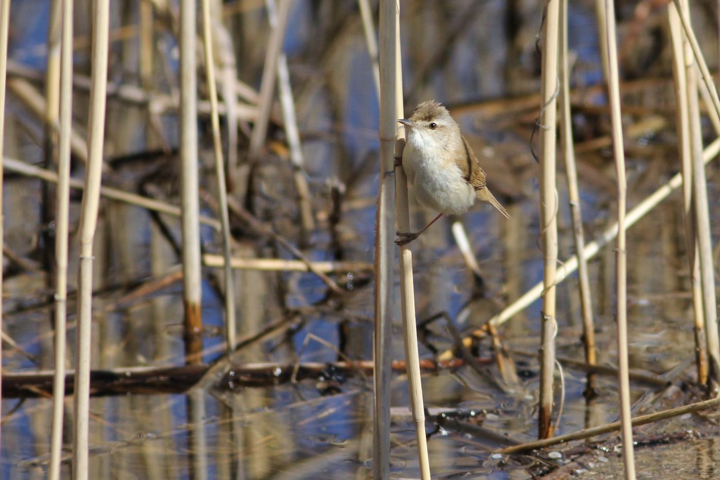 IMG_4576 (2) Kleine spotvogels vind je bij ons enkel als zeldzame dwaalgast in het najaar, hier komen ze gewoon voor. © Sabine Ongenae