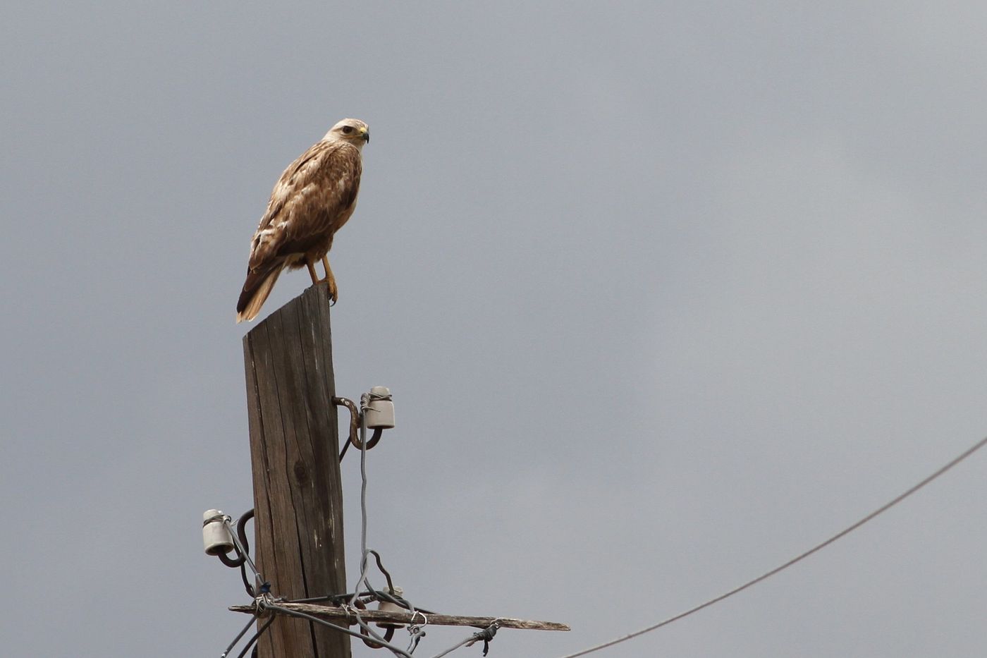 IMG_5139 (2) Een arendbuizerd loert langs de kant van de weg naar prooi. © Sabine Ongenae