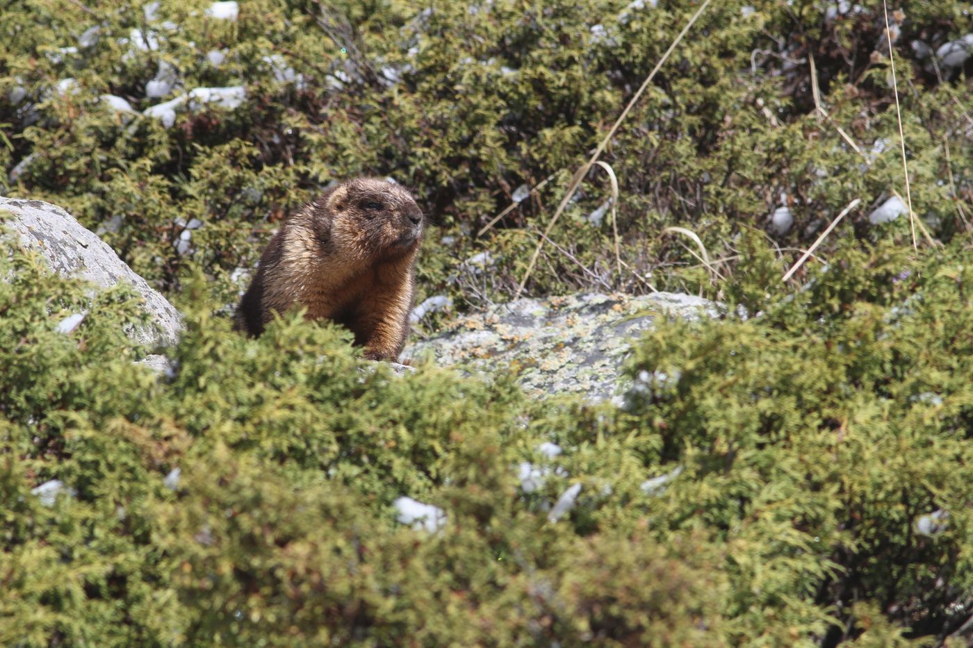 IMG_8385 Een bobakmarmot nabij de burcht. © Sabine Ongenae