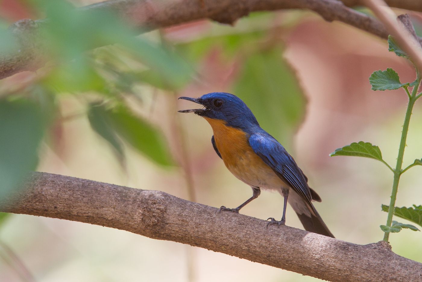 Een tickell's blue flycatcher, een van de pareltjes van het struikgewas. © Kristof Goemaere
