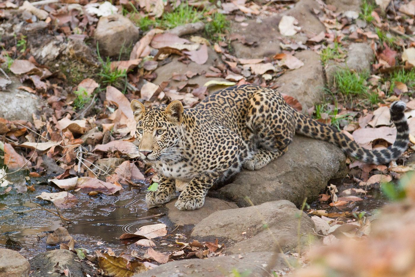 De dieren komen regelmatig drinken aan een kleine waterhole. © Kristof Goemaere
