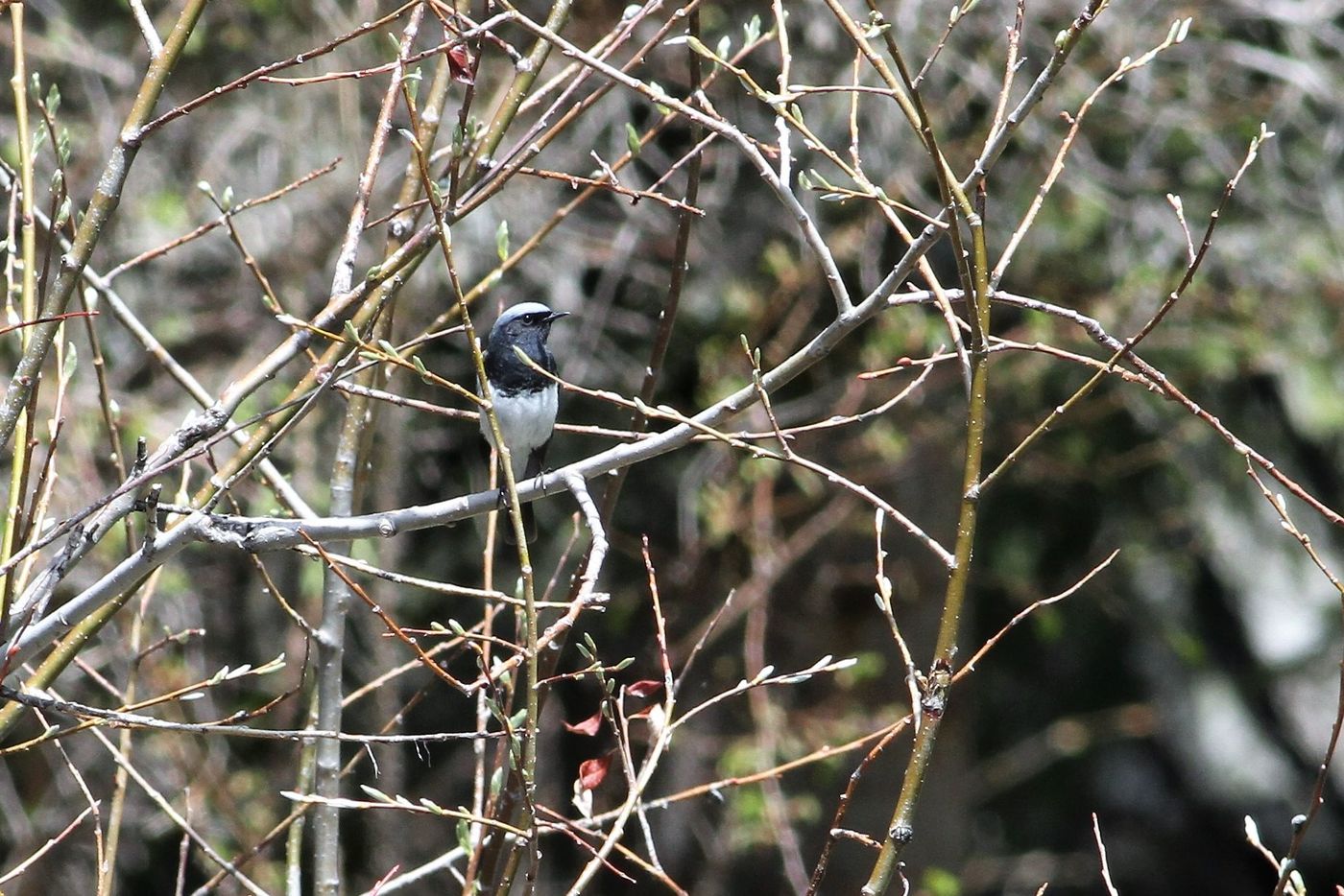 IMG_8729 (2) Een blue-capped redstart is een schaarse verschijning op deze reis. © Sabine Ongenae