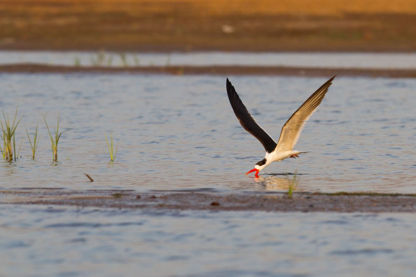 Een Indian skimmer aan het vissen, een lust voor het oog. © Kristof Goemaere