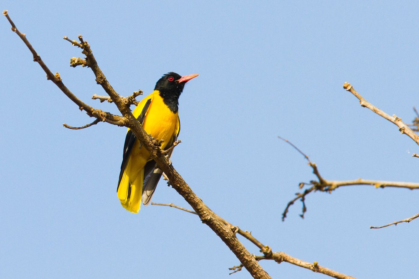 Een black-hooded oriole zit op de uitkijk. © Kristof Goemaere
