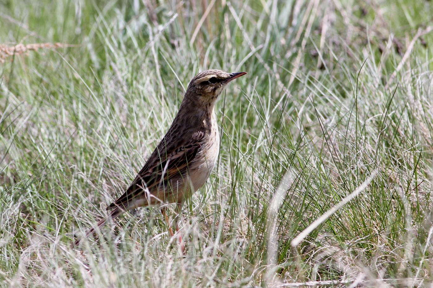 IMG_9083 (2) Een duinpieper, hier te herkennen aan de donkere teugel, paradeert door het droge gras. © Sabine Ongenae