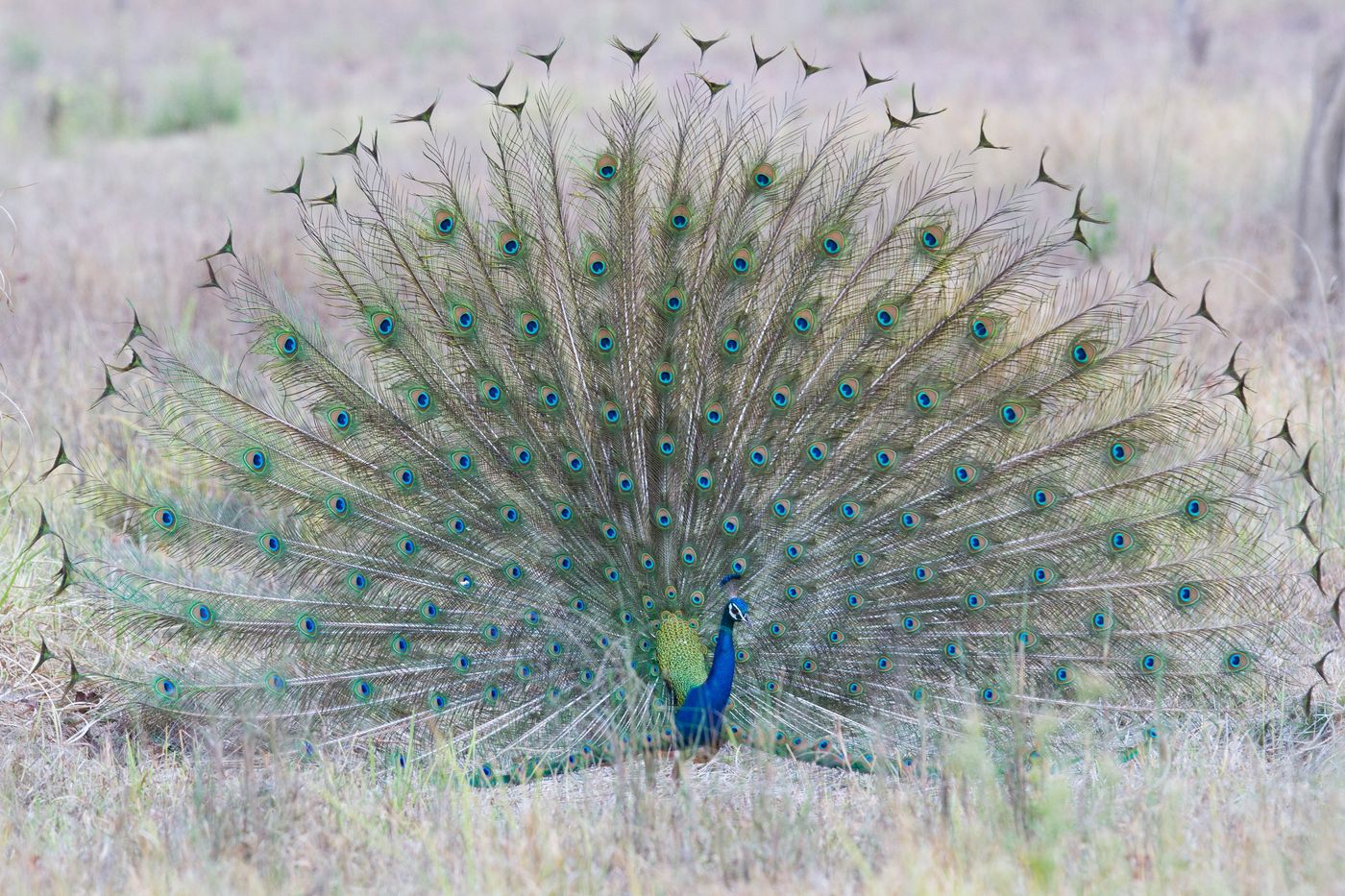 India is ook de thuishaven van de echte blauwe pauw. © Kristof Goemaere
