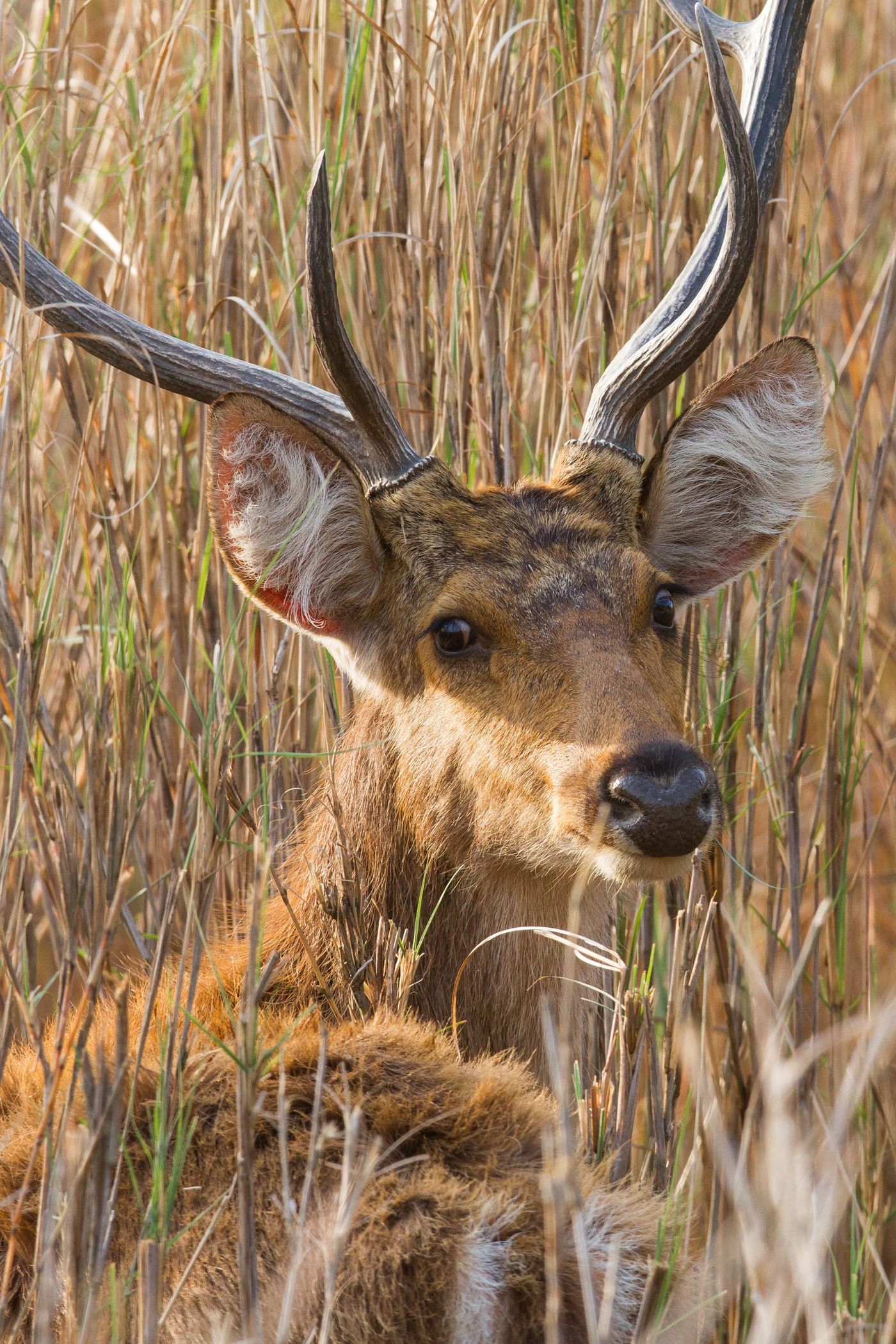 Plots komen we een chital tegen, rustend in het hoge gras. © Kristof Goemaere
