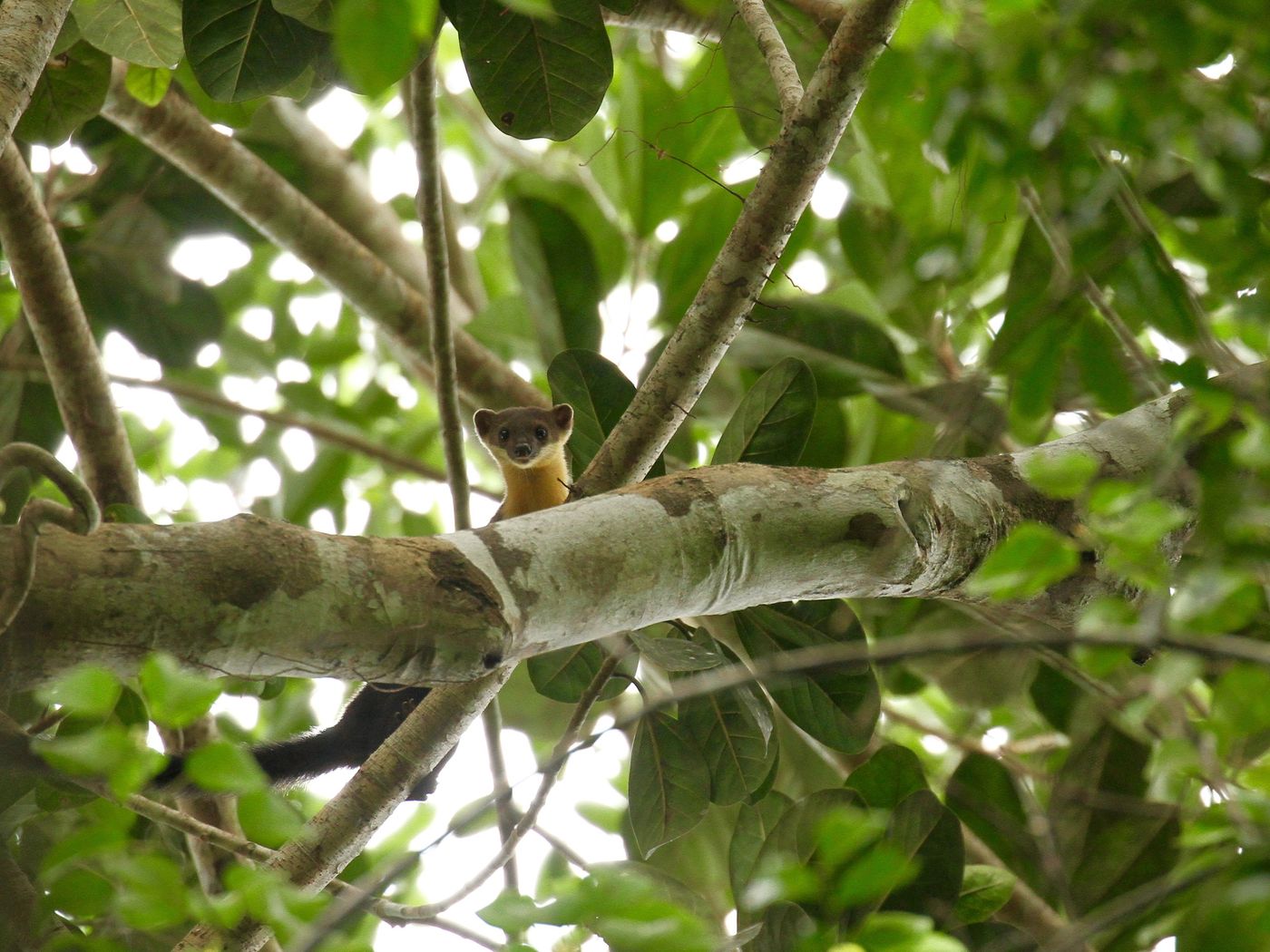 La yellow-throated marter est la martre des pins locale, que l'on trouve dans toute l'Asie du Sud-Est. © Geert Beckers 