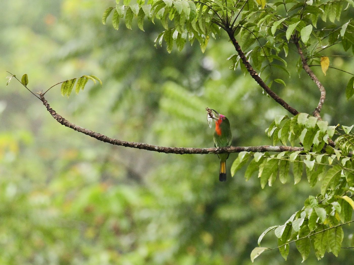 Les red-beared bee-eaters sont des guêpiers bizarres qui se comportent assez différemment de leurs congénères. Ils ont un point commun : ils adorent les insectes.© Geert Beckers 