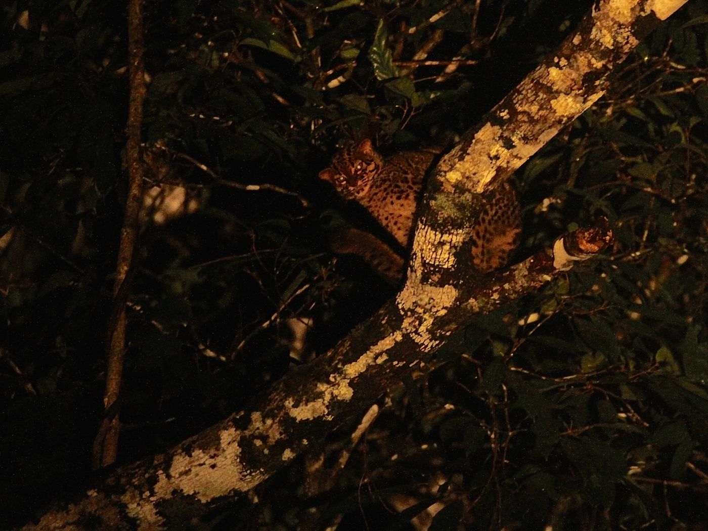 Marbled Cat, un félin que peu de gens sur terre ont pu observer.© Geert Beckers 