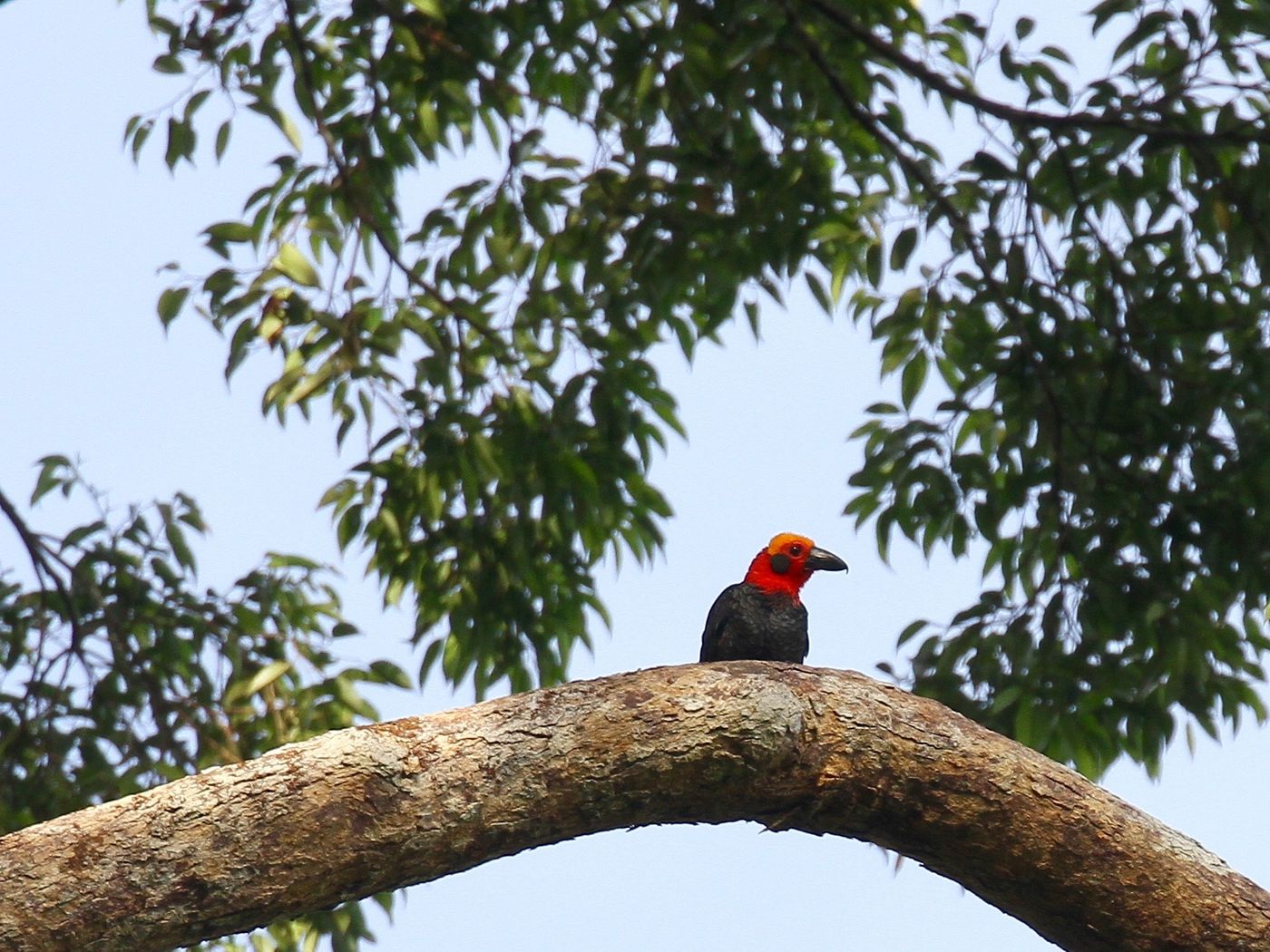 Ce Bornean bristlehead est l'une des espèces d'oiseaux les plus uniques auxquelles vous pouvez vous attendre lors de ce voyage. © Geert Beckers 