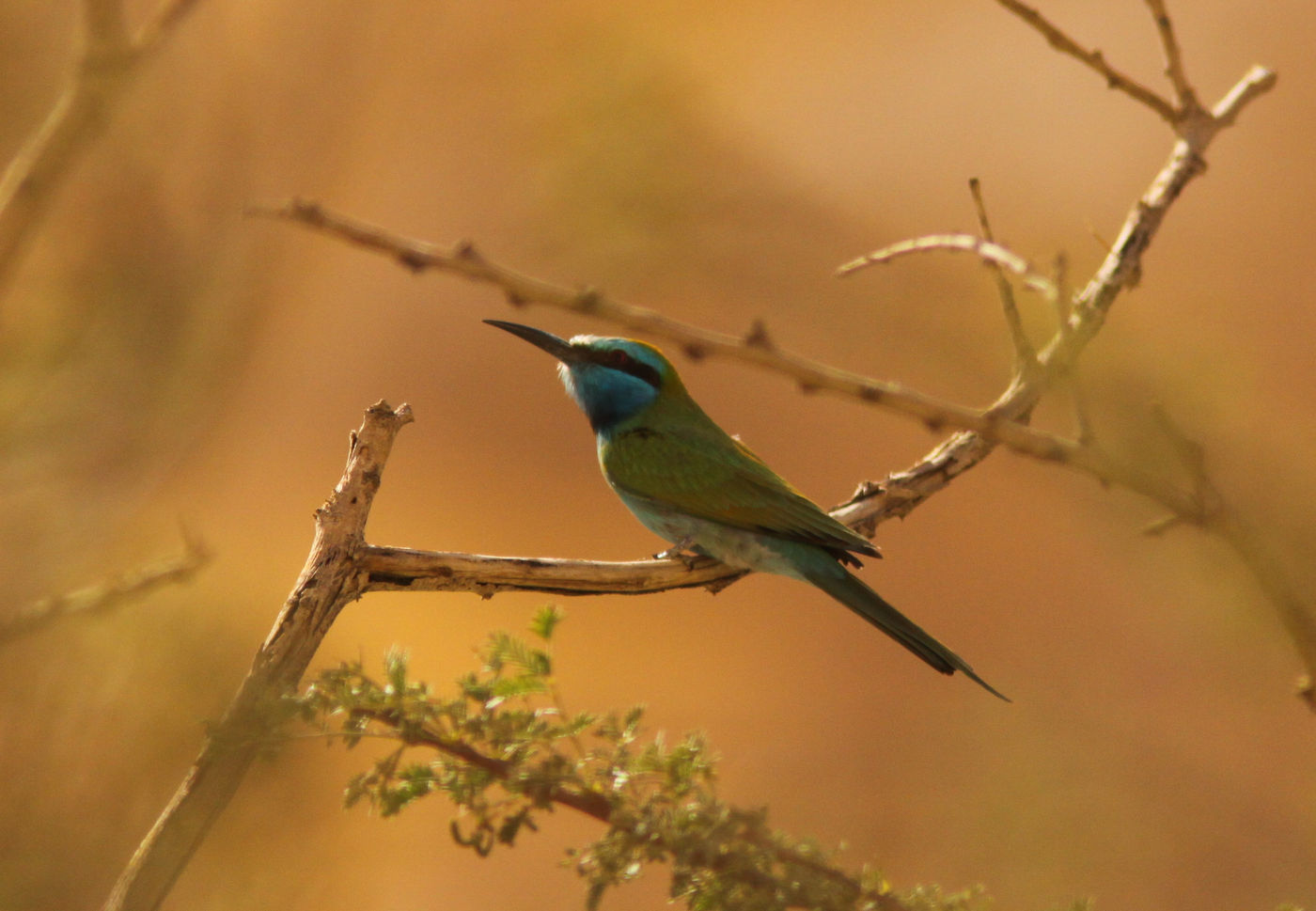 IsraëlJoachimBertrands (102 van 211) Kleine groene bijeneters zijn erg mooi en steevast favoriet. © Joachim Bertrands