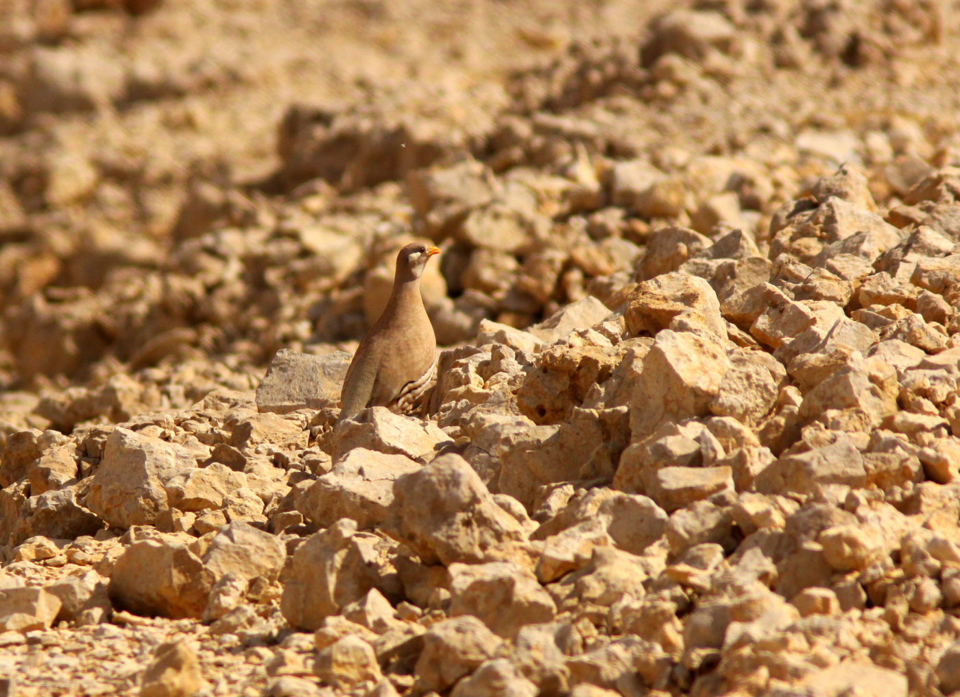 Een Arabische woestijnpatrijs valt niet op temidden van de bleke rotsen. © Joachim Bertrands