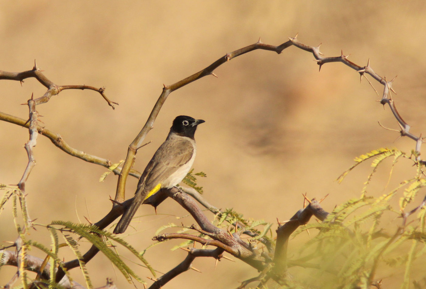 Een Arabische buulbuul rust uit op de tak van een acacia. © Joachim Bertrands