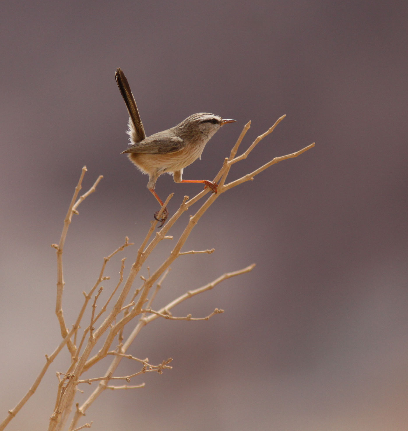 Deze maquiszanger houdt ons gezelschap op de befaamde trektelposten. © Joachim Bertrands