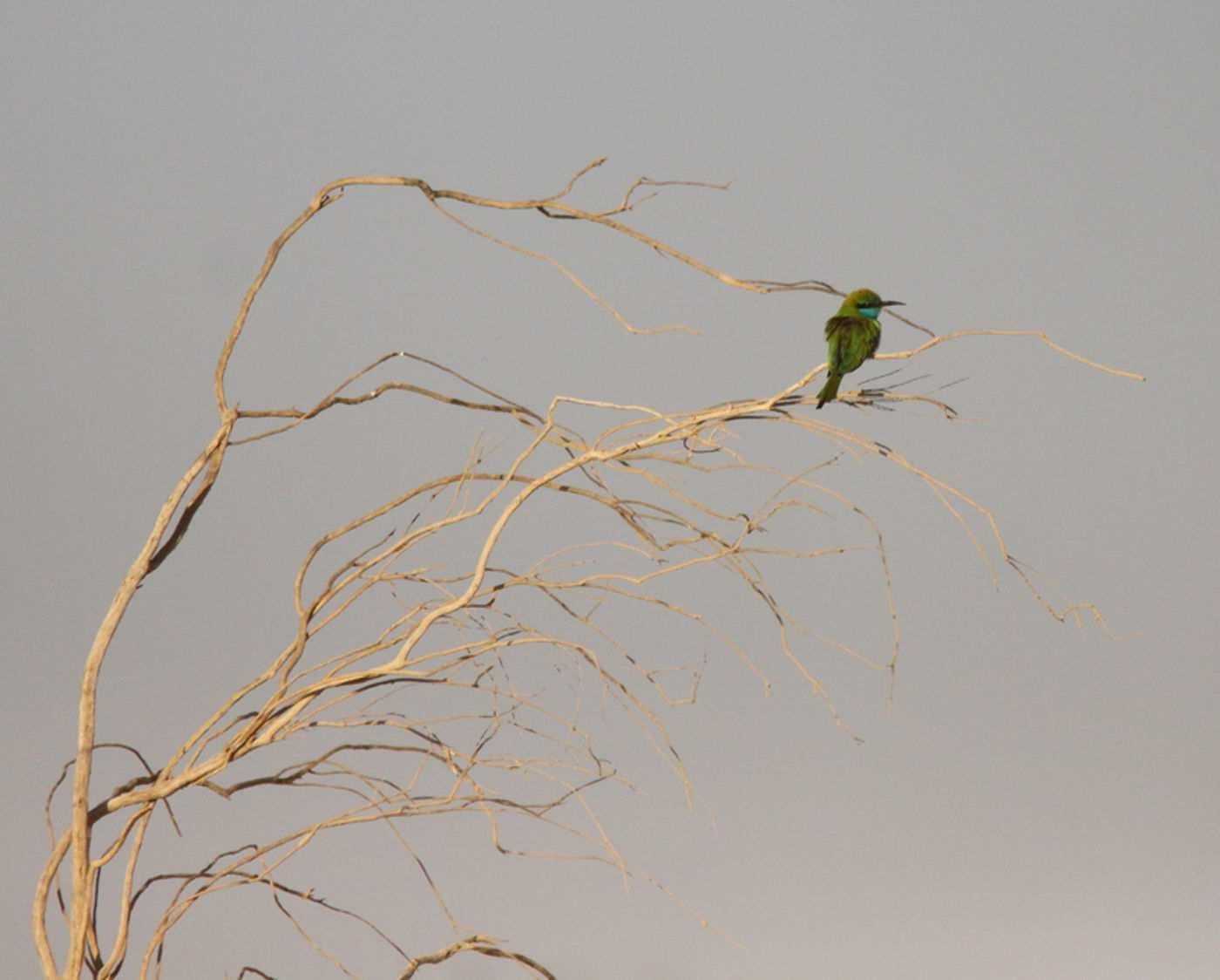 Een kleine groene bijeneter in het landschap. © Joachim Bertrands