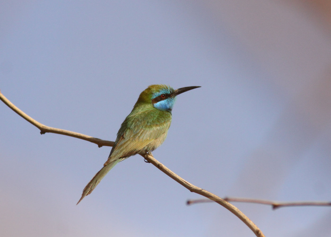 IsraëlJoachimBertrands (32 van 211) Een kleine groene bijeneter op post nabij het IBRCE. © Joachim Bertrands