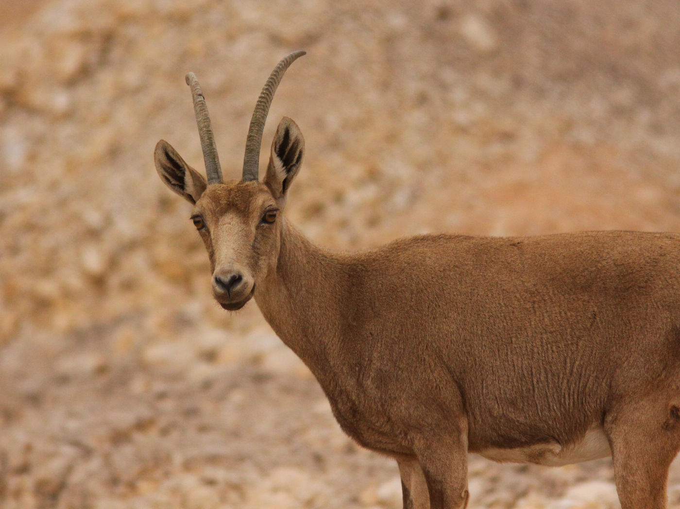 IsraëlJoachimBertrands (45 van 211) Een vrouwtje Nubische steenbok laat zich mooi bekijken nabij de telpost. © Joachim Bertrands