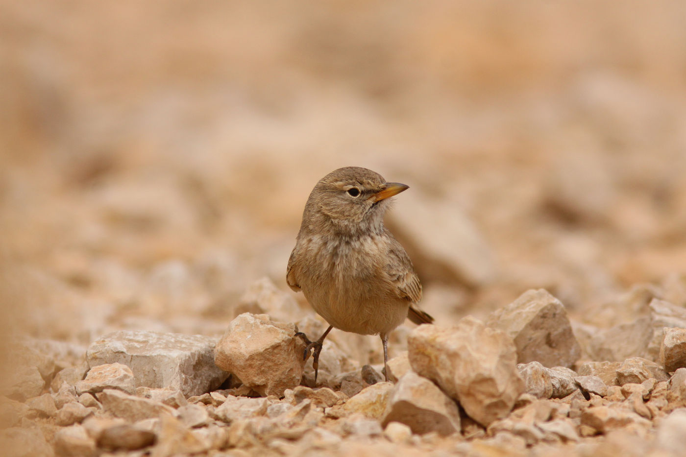 IsraëlJoachimBertrands (46 van 211) Een woestijnleeuwerik komt drinken op het aangelegde drinkplasje nabij de telpost. © Joachim Bertrands