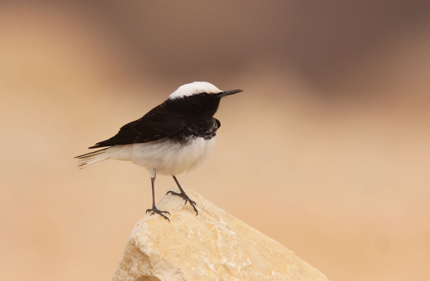 IsraëlJoachimBertrands (47 van 211) Monnikstapuiten zijn gespecialiseerd in het vangen van grote insecten en hebben daardoor gemiddeld een langere snavel dan andere soorten. © Joachim Bertrands