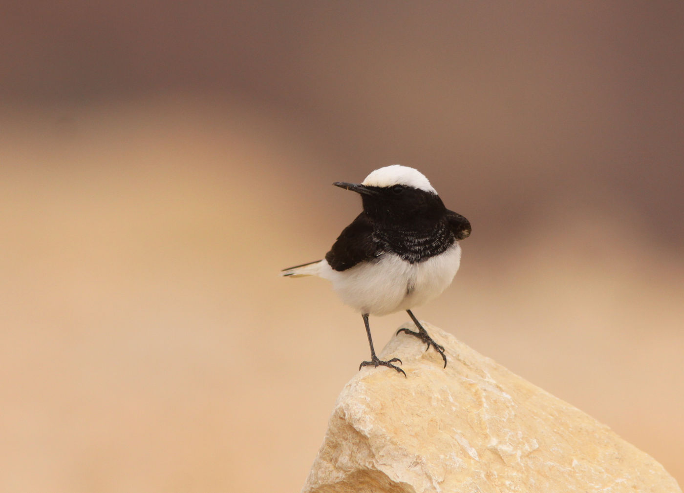 IsraëlJoachimBertrands (48 van 211) Een monnikstapuit is een van de minst algemene soorten tapuiten. © Joachim Bertrands