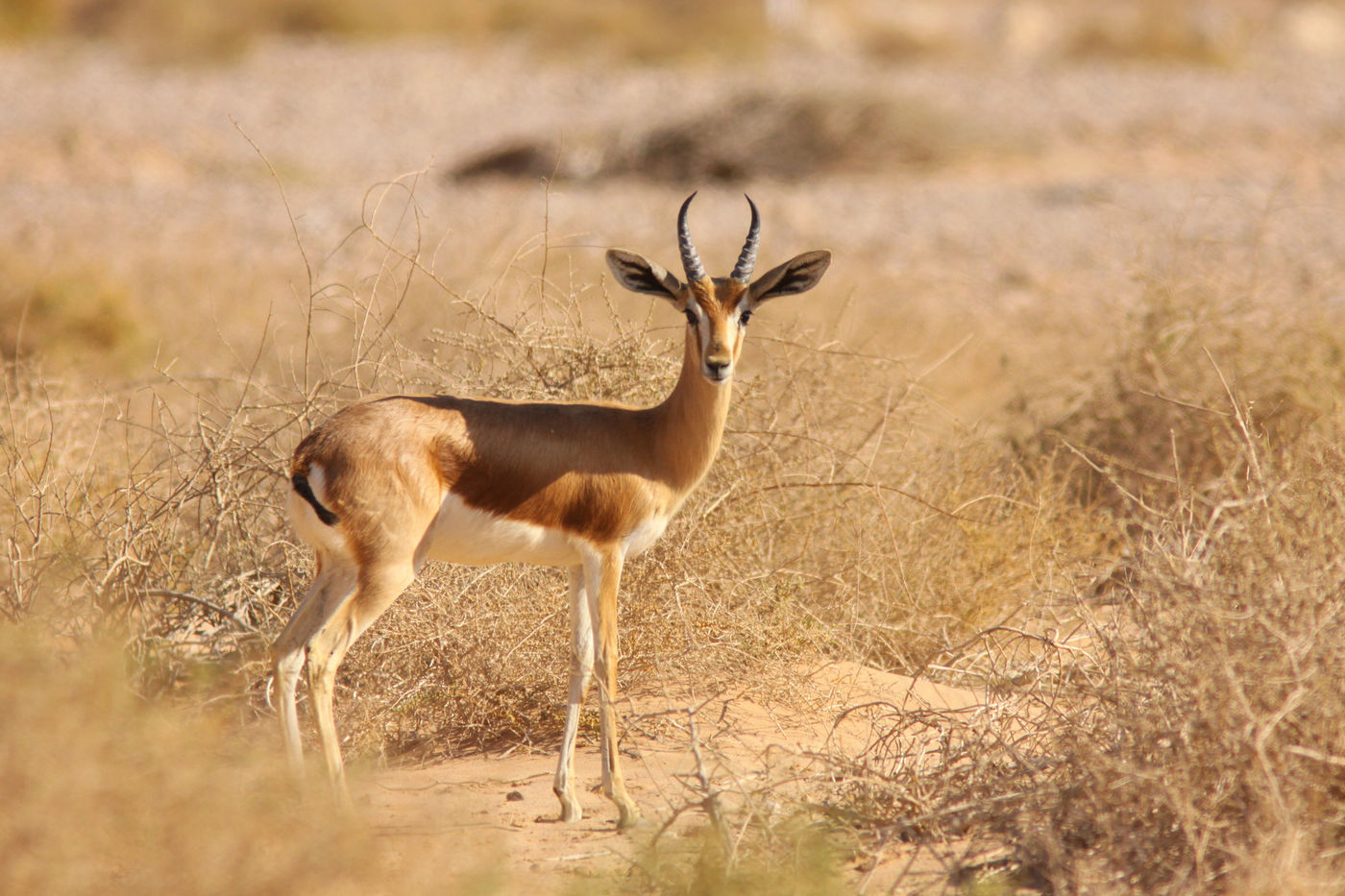 Een dorcas gazelle nabij de grens met Jordanië. © Joachim Bertrands