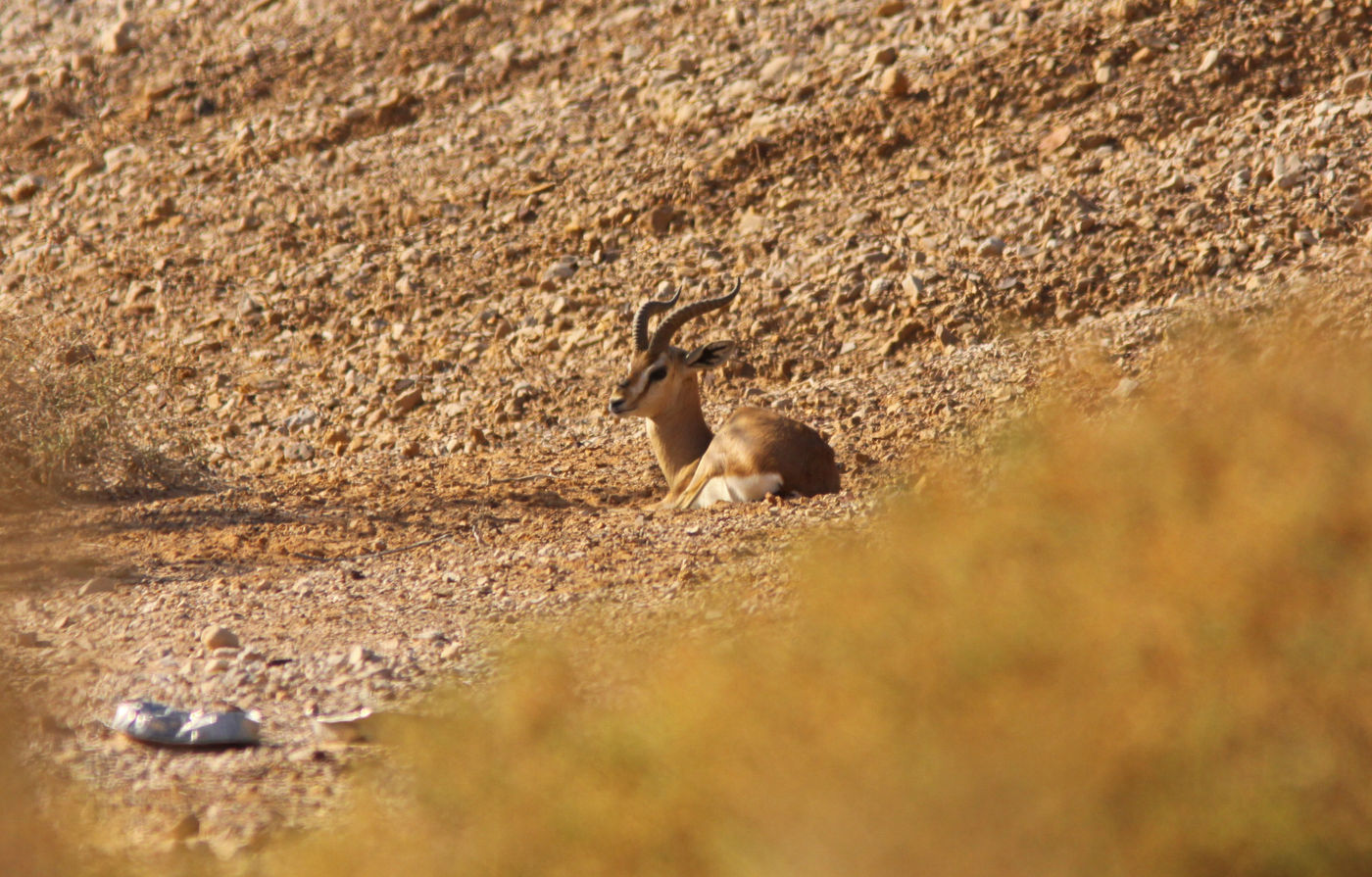 Dorcas gazelles zijn erg fraai en een algemene verschijning in de omgeving van Eilat. © Joachim Bertrands