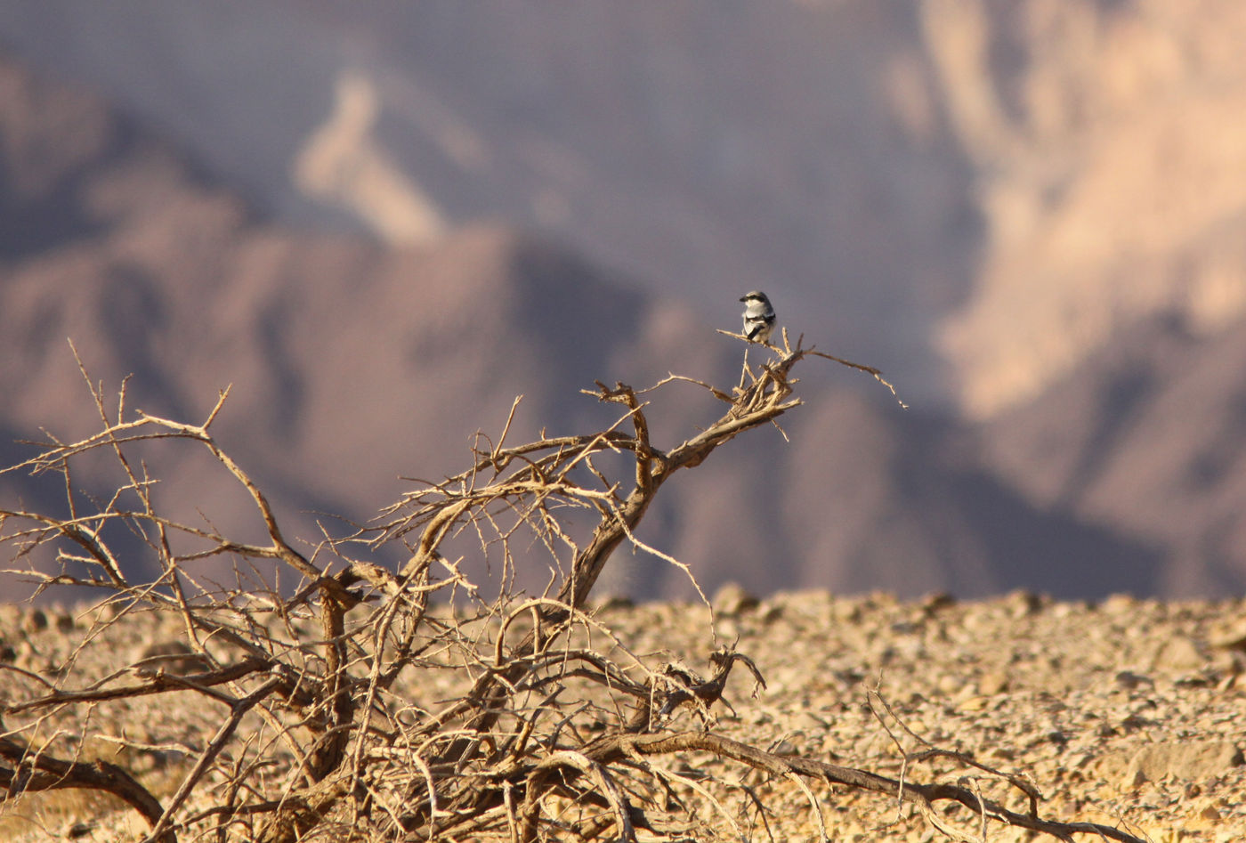 IsraëlJoachimBertrands (70 van 211) Een woestijnklapekster op post in de Negev woestijn. © Joachim Bertrands