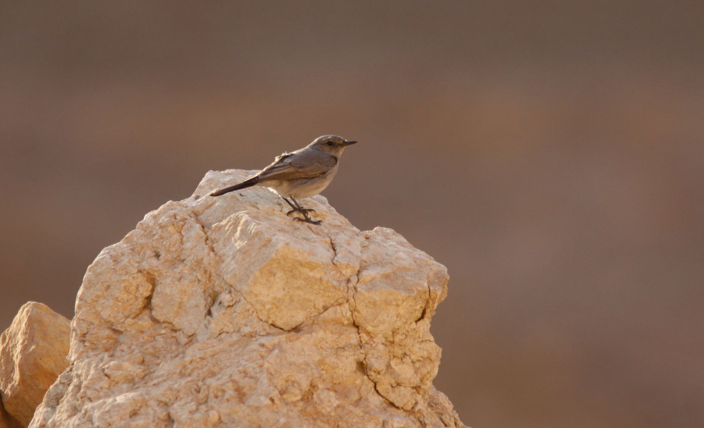 IsraëlJoachimBertrands (71 van 211) Een zwartstaart zit trouw op post nabij de telpost. © Joachim Bertrands
