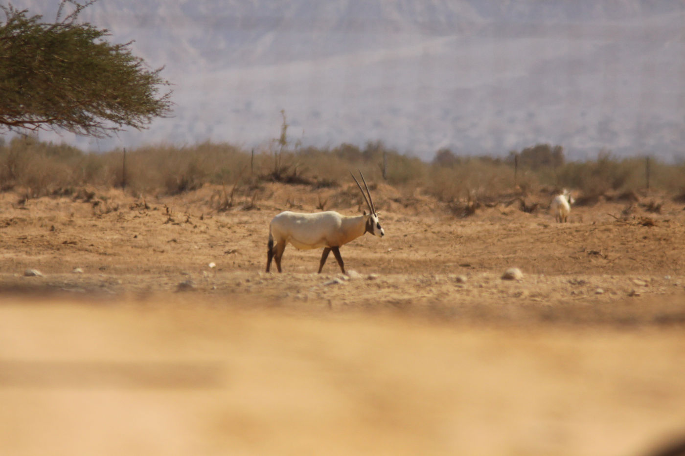 Ten noorden van Eilat is een wildpark dat soorten als de Arabische oryx wil herintroduceren in de omgeving. © Joachim Bertrands