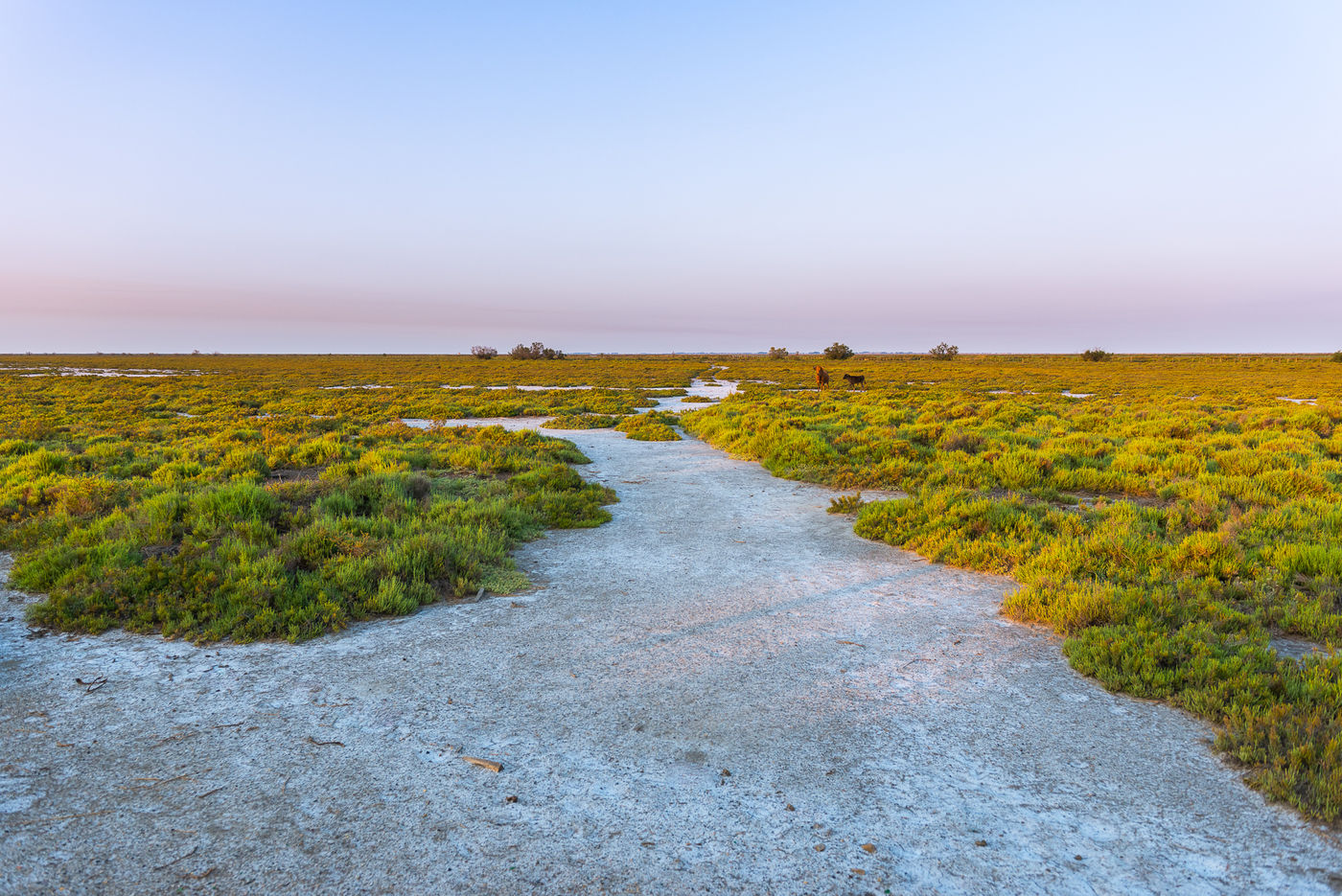 Een zoutmoeras met runderen op de achtergrond. © Jeffrey Van Daele