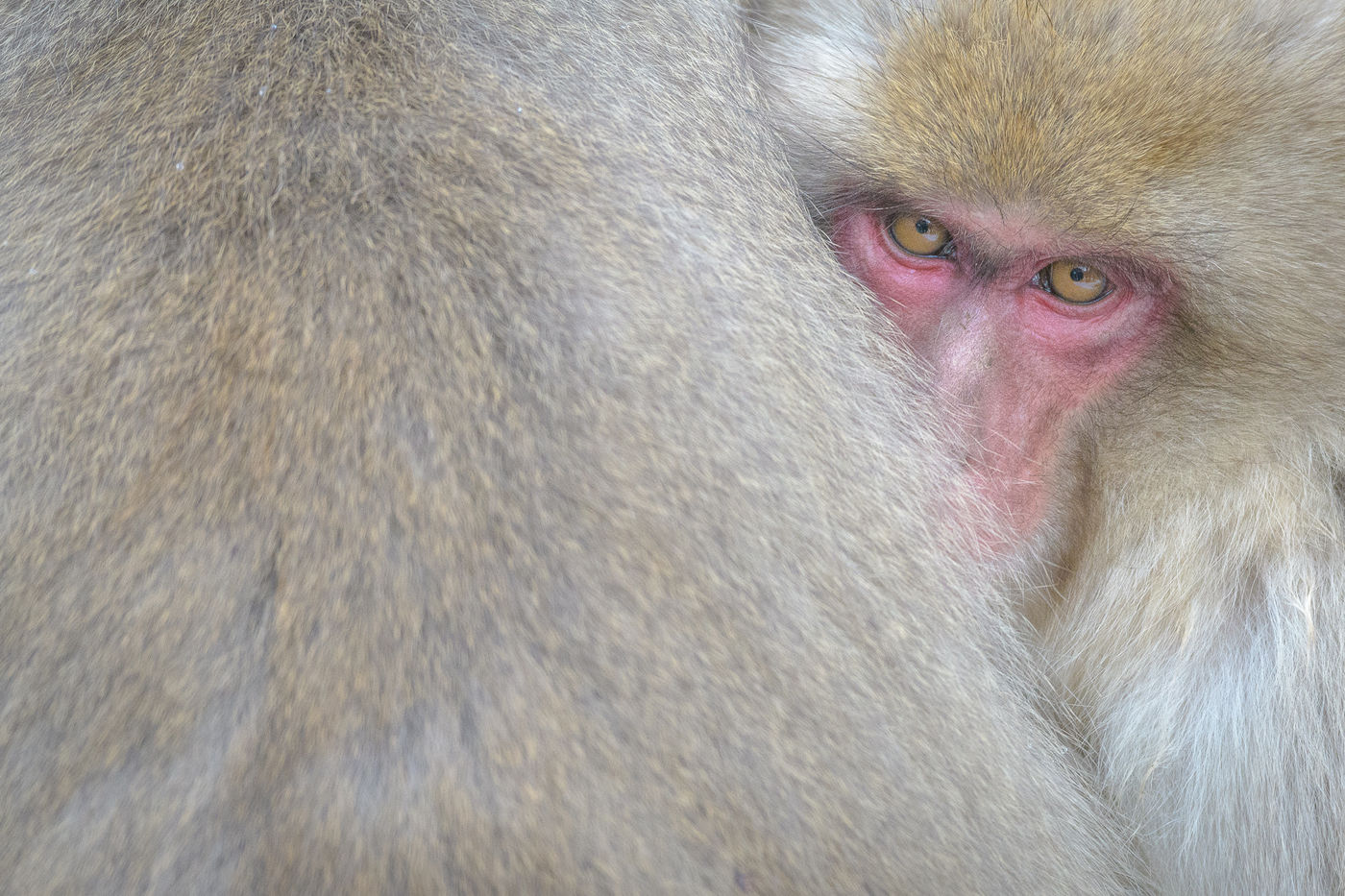 Een jonge Japanse makaak schuilt voor de kou in Jigokudani Monkey Park, Japan. © Jeffrey Van Daele