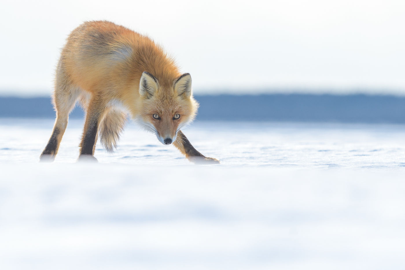 Een vos zoekt naar een prooi in de Nemuro area, Hokkaido. Jeffrey Van Daele